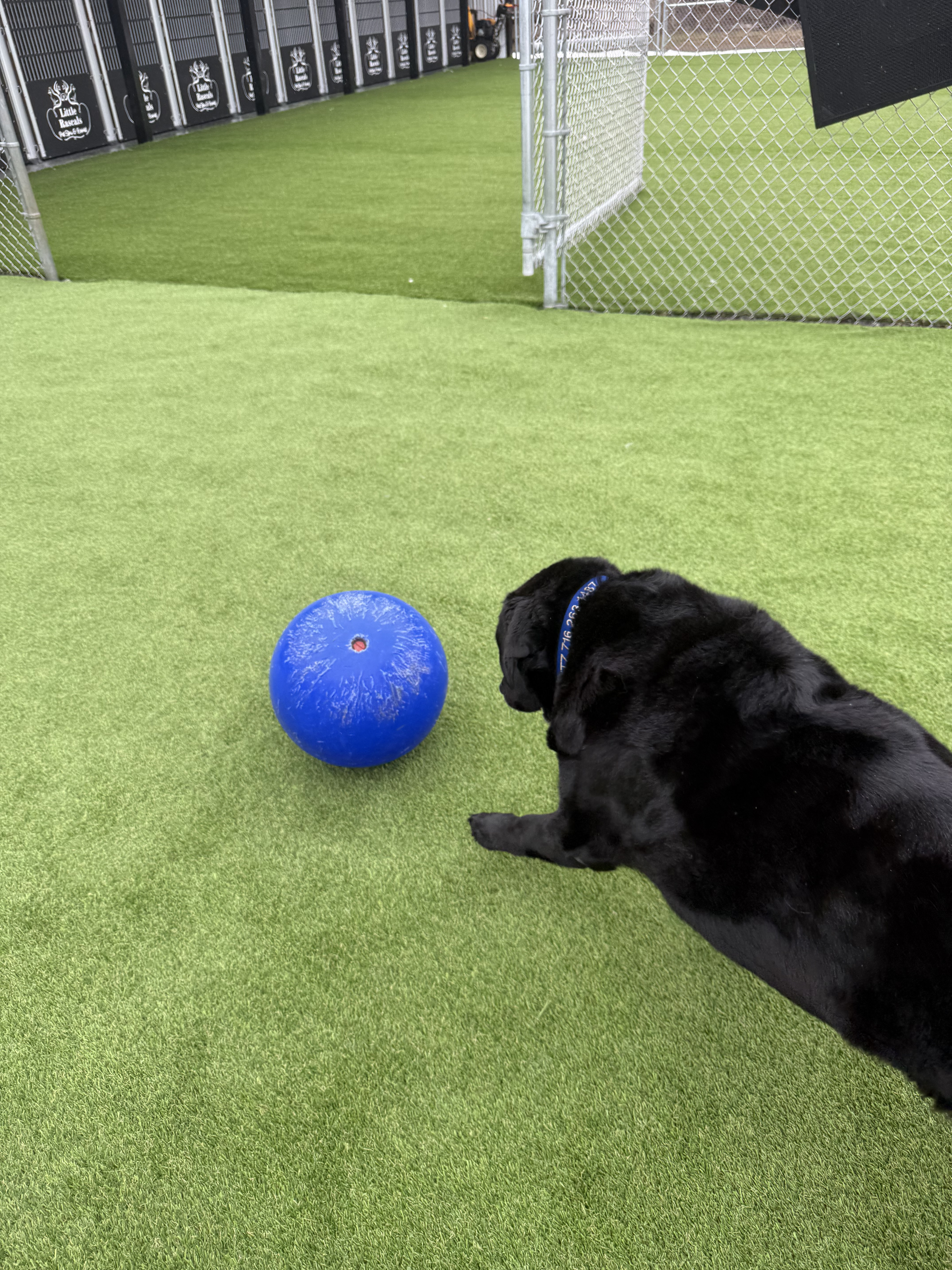 Black dog playing with a blue ball outside at Little Rascals