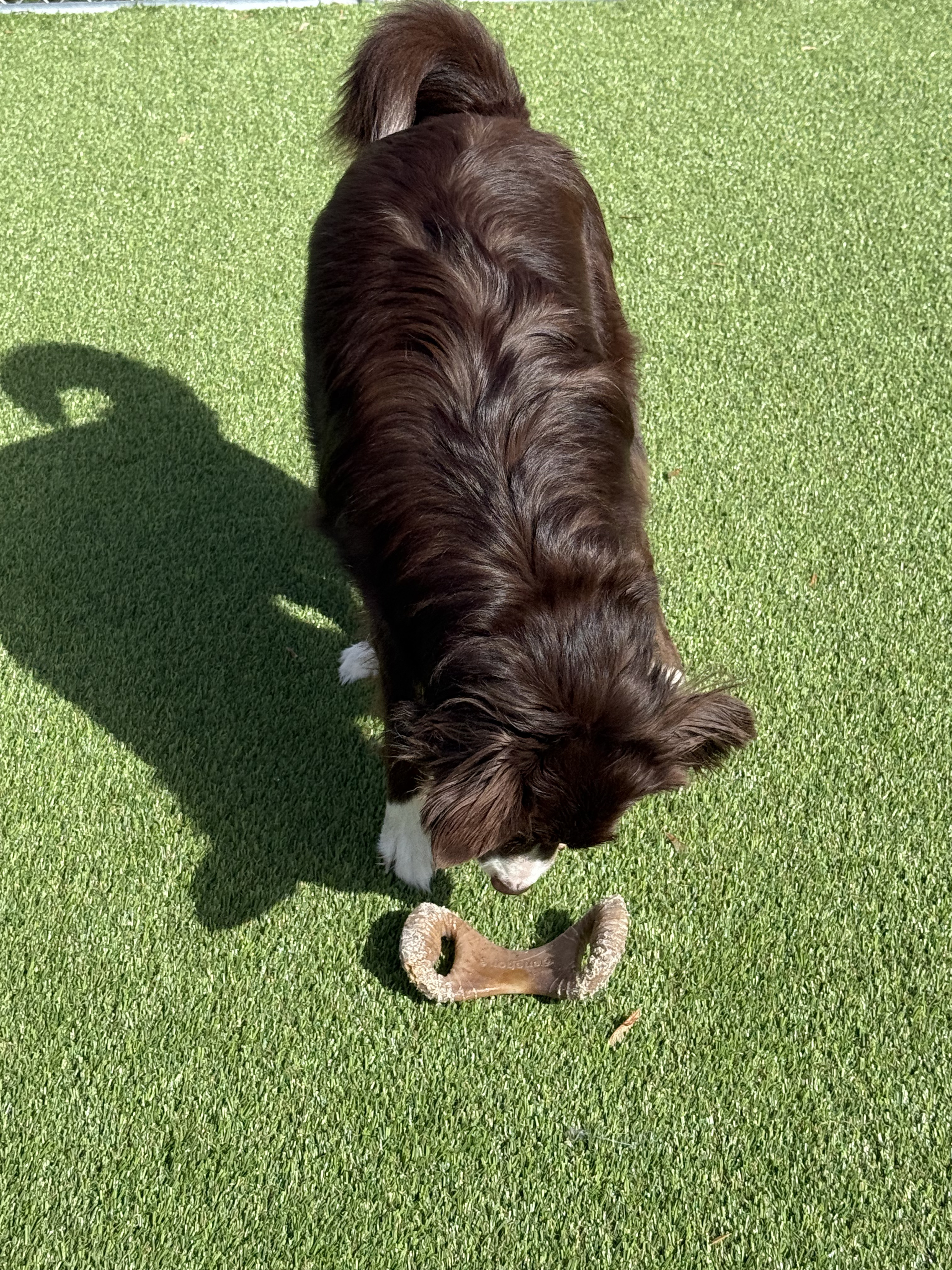 Dog investigating a chew toy on the turf at Little Rascals