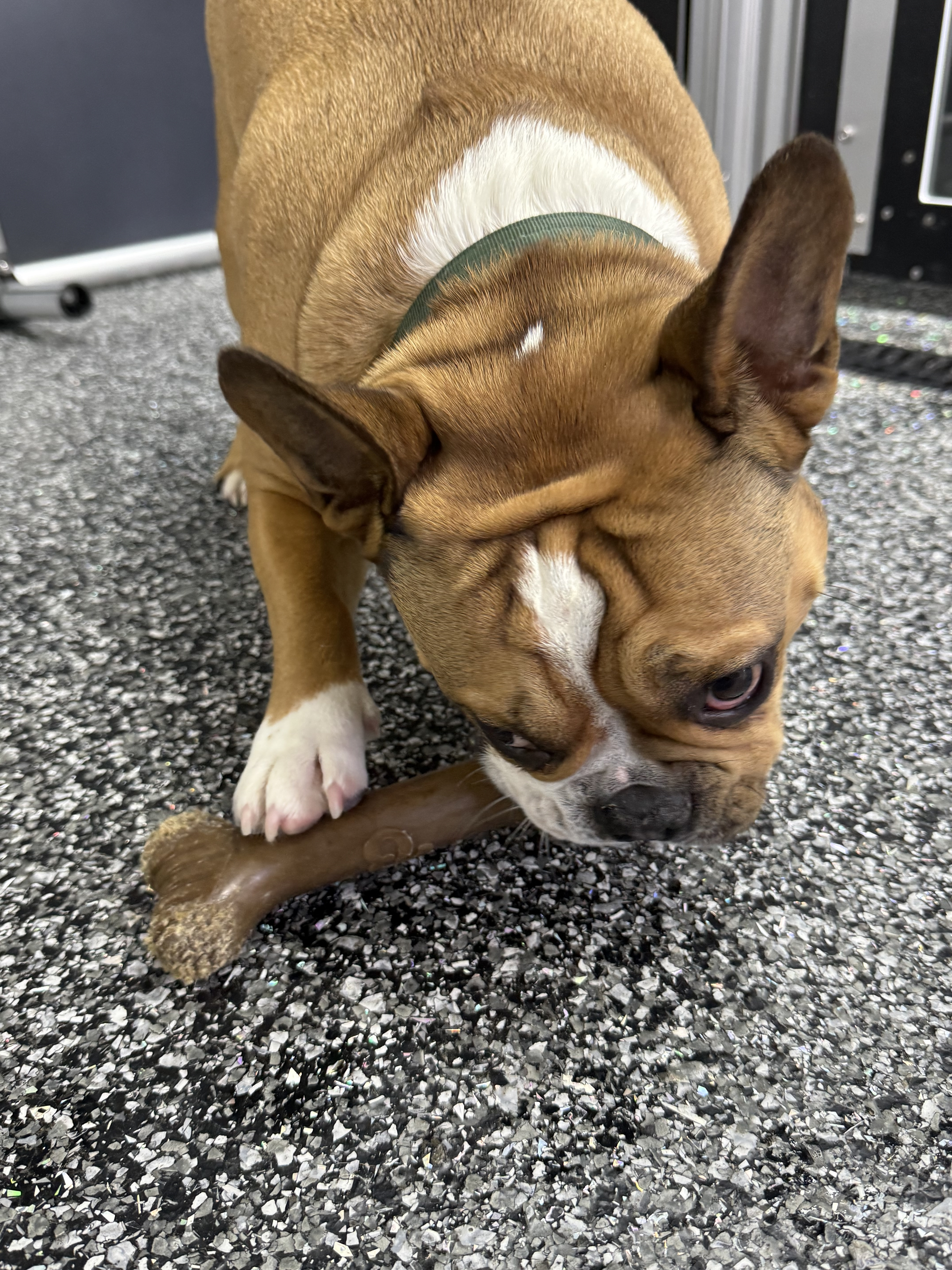 French bulldog enjoying a chew at Little Rascals