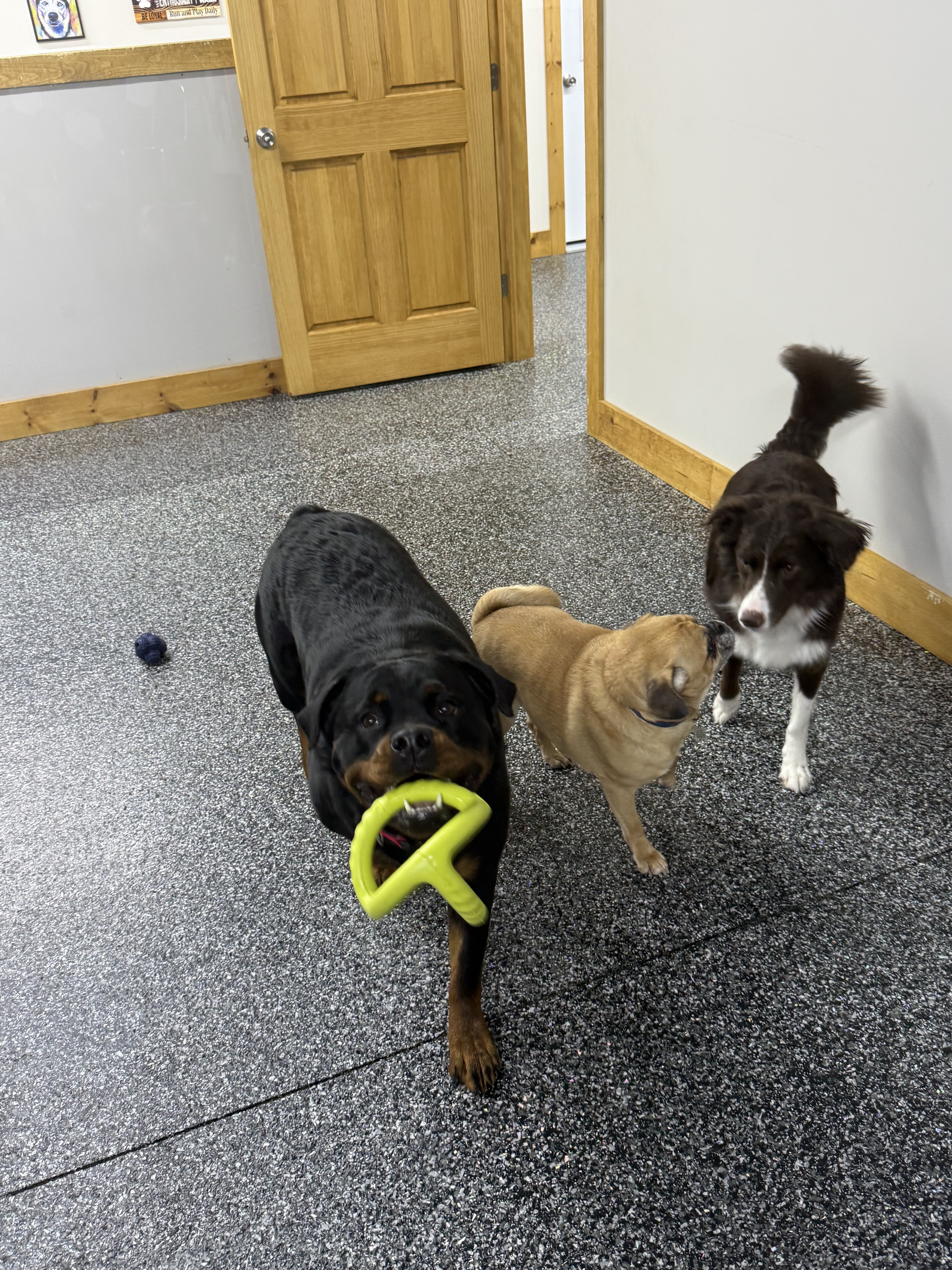 Dogs playing with toys indoors at Little Rascals