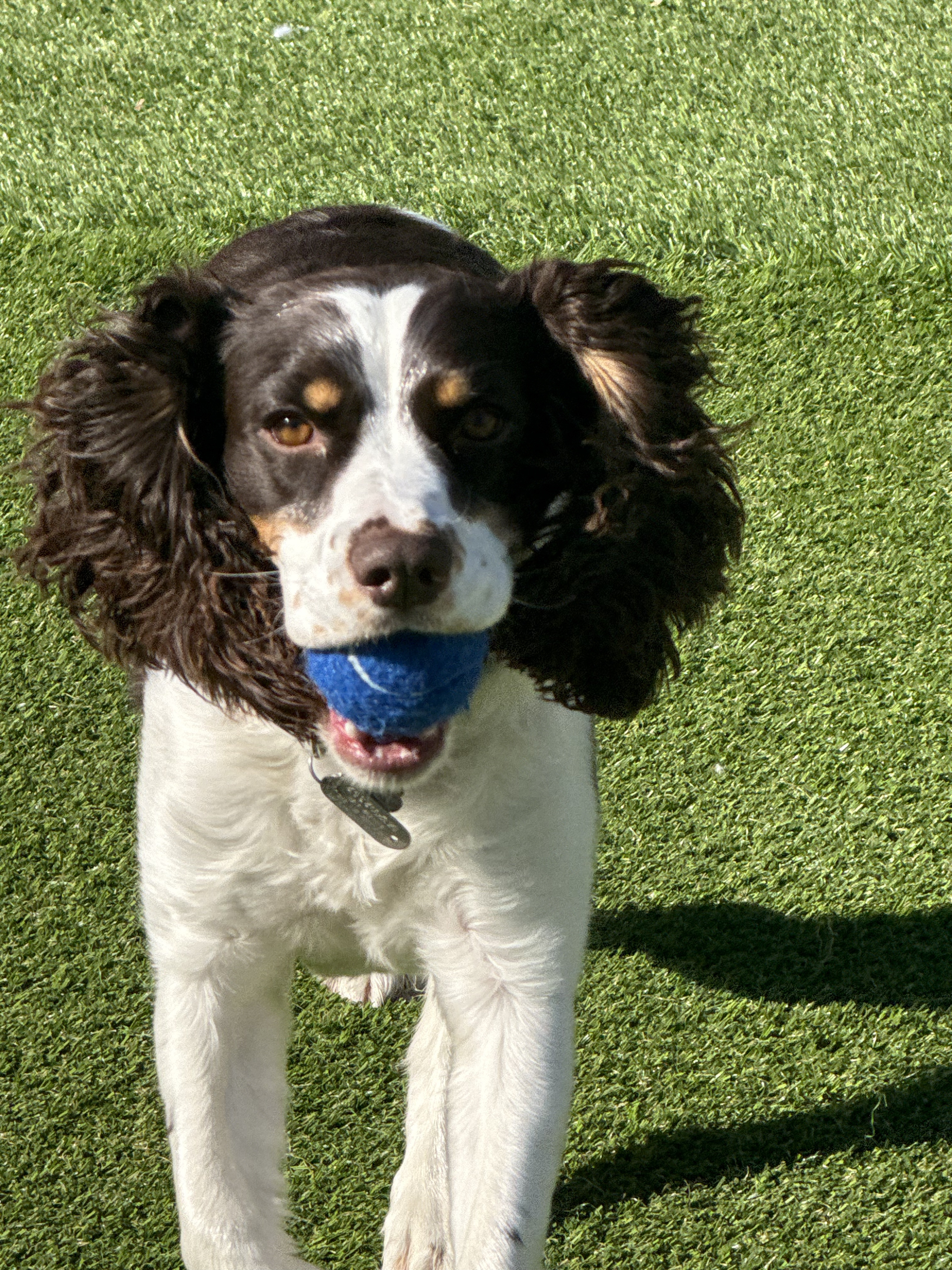 Dog holding a tennis ball on turf at Little Rascals